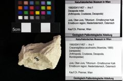 Foto (Objket + Etiketten) von Mecochirus sp. 